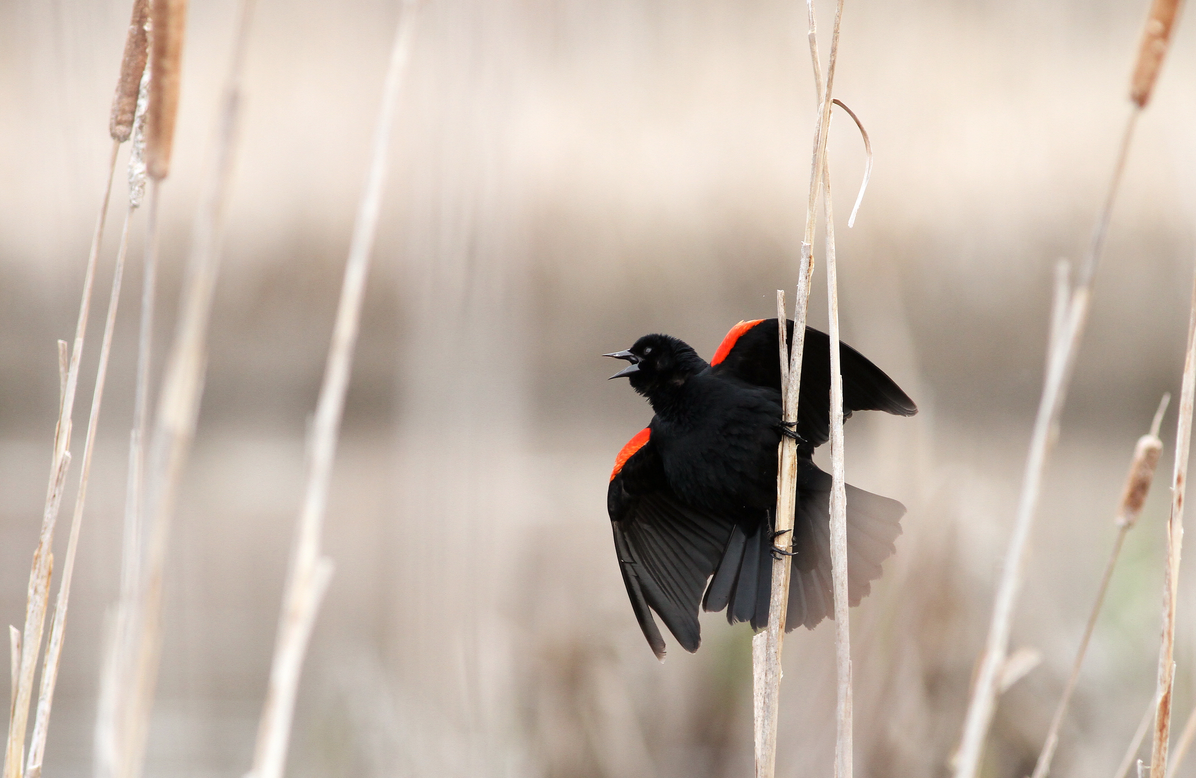 Red winged blackbird singing