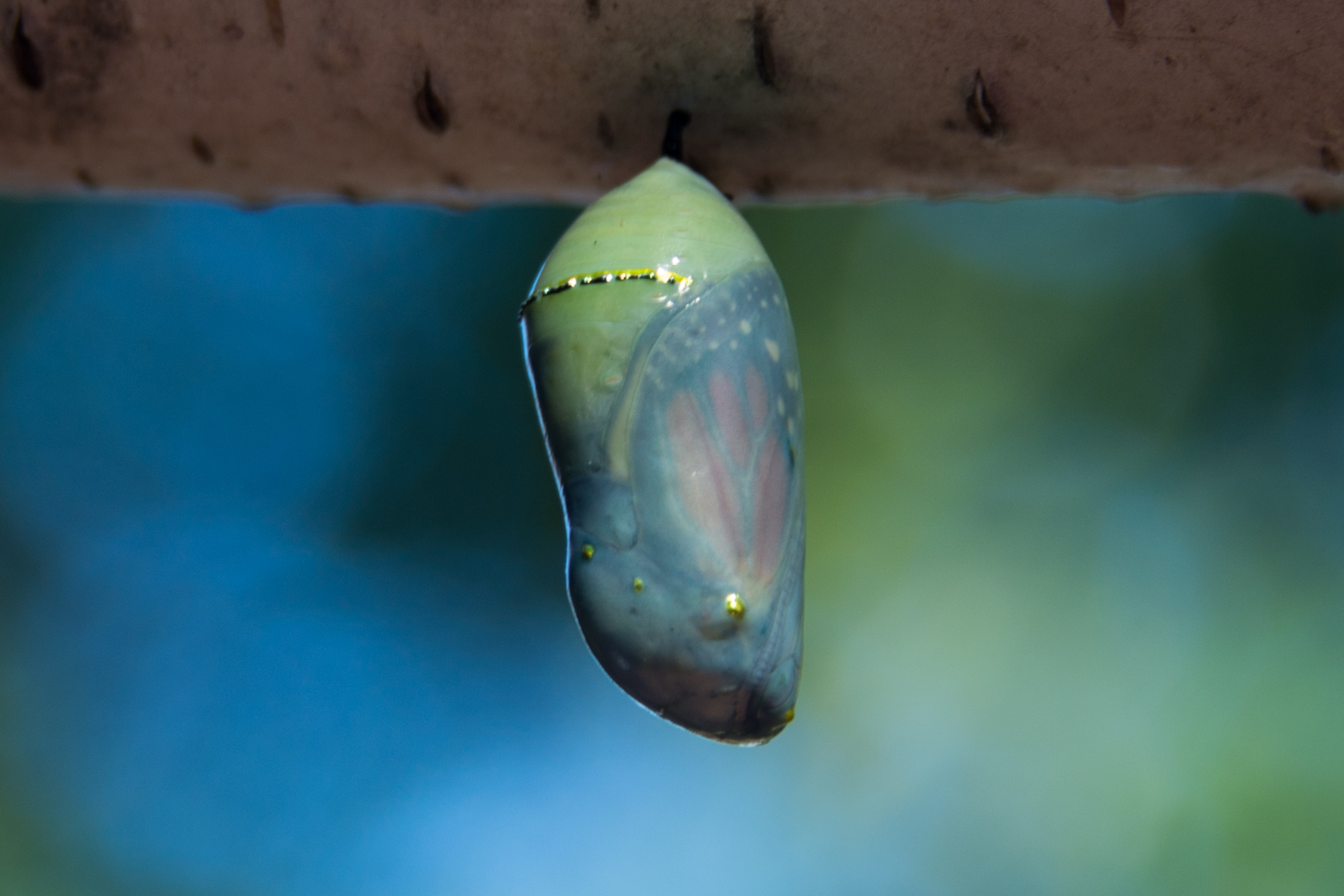 Green butterfly chrysalis with visible wings