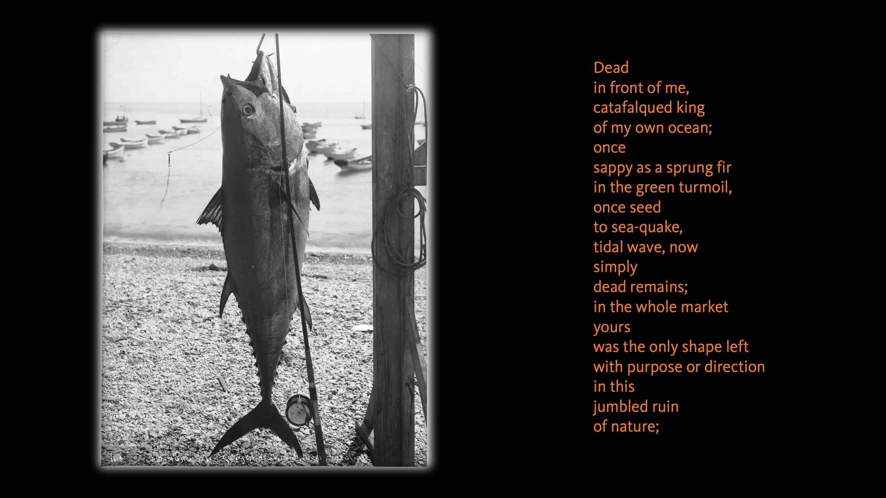 Neruda Ode to a Large Tuna in the Market Section