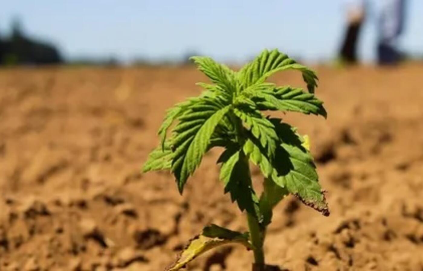 an infant cannabis plant