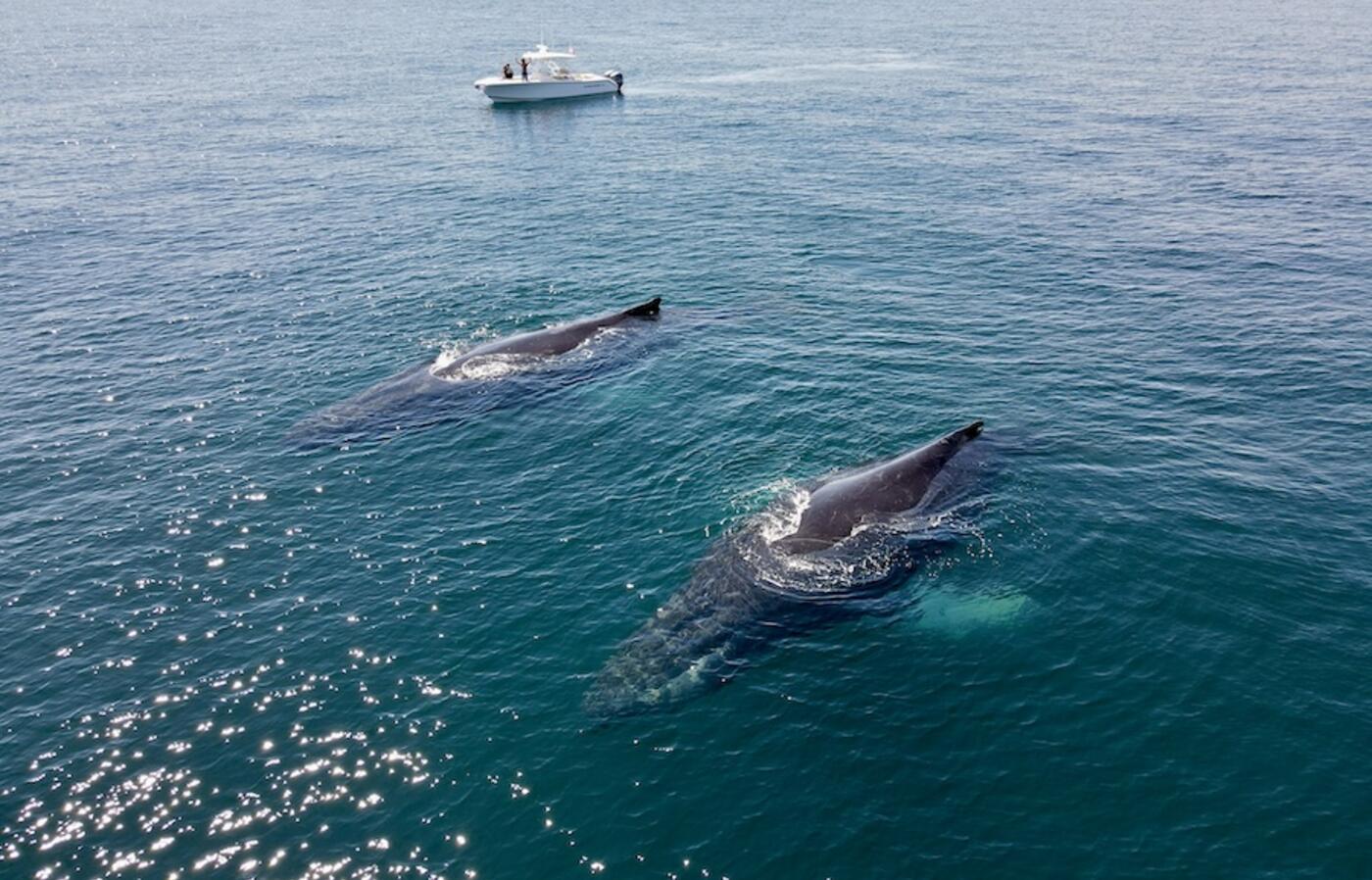 overhead view of two humpback whales