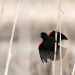 Red winged blackbird singing