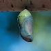 Green butterfly chrysalis with visible wings