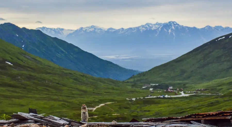 landscape of mountains with a groundhog in the foreground