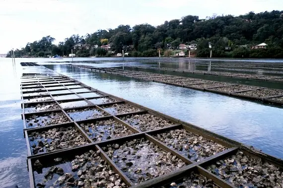 oyster farm