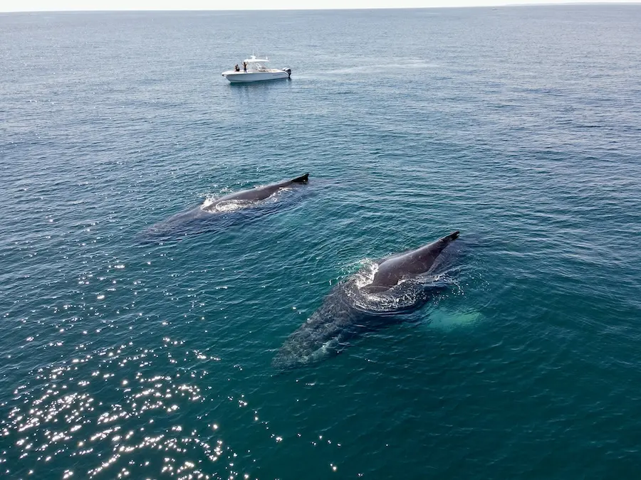 overhead view of two humpback whales
