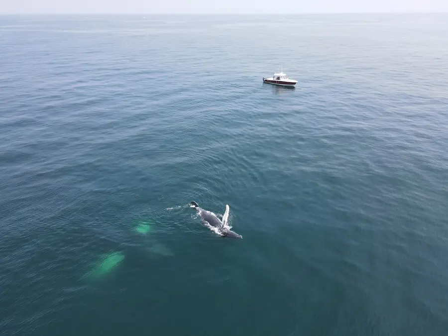 an overhead view of a whale