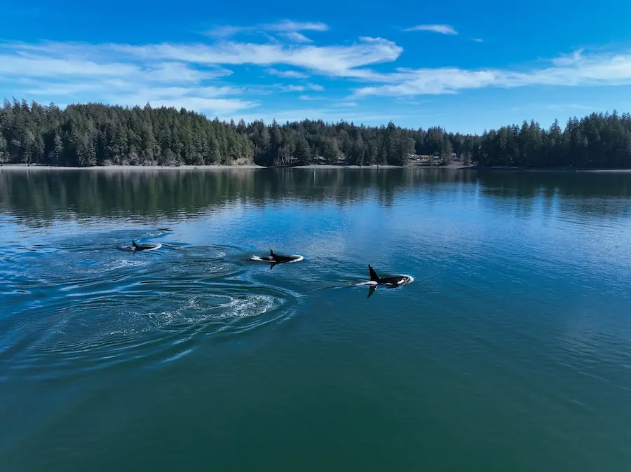an overhead view of two orca whales