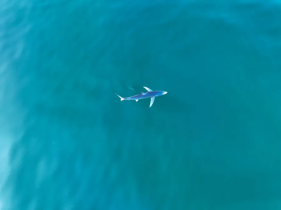 overhead view of a shark