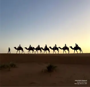 camels in the desert
