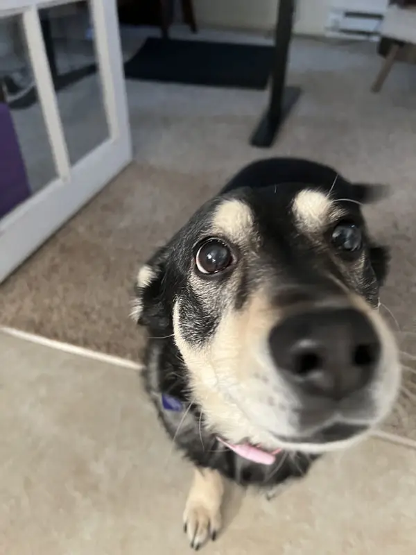 a dog trying to smell you