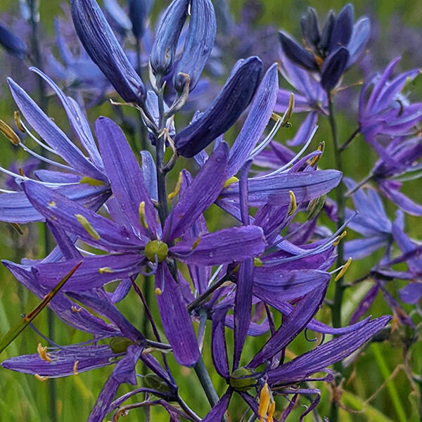 camas